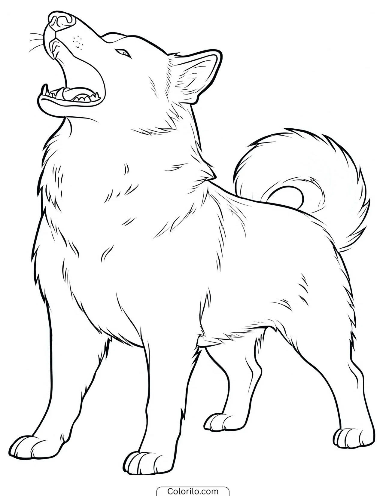 A Siberian Husky howling coloring page