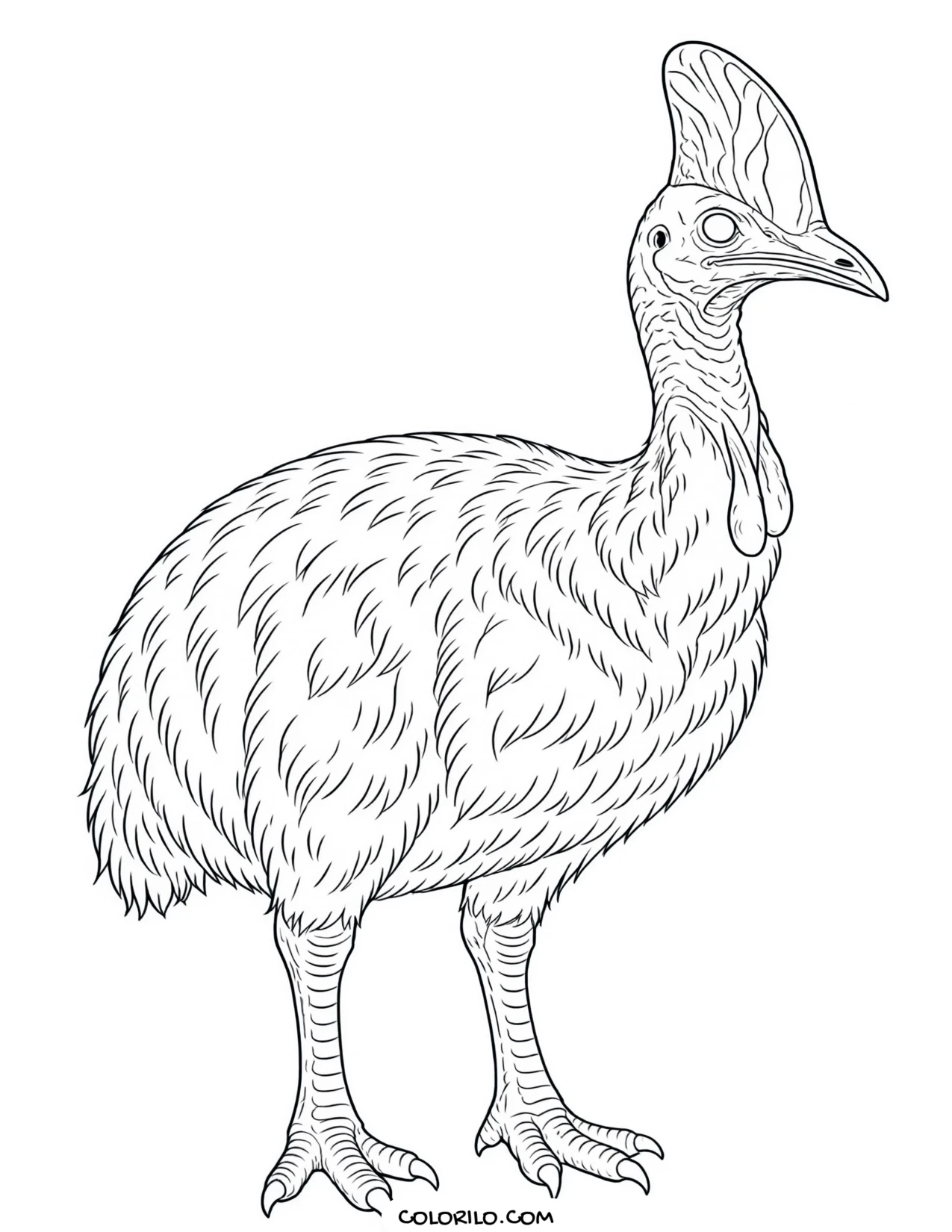 A southern cassowary coloring page