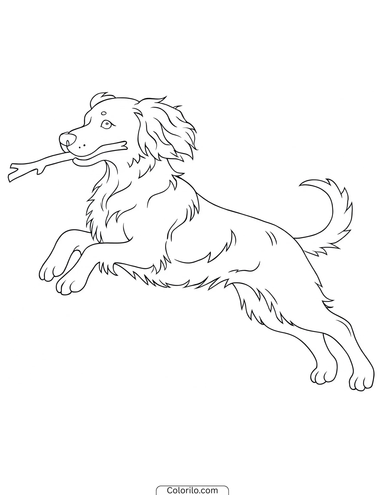 A Springer Spaniel leaping coloring page
