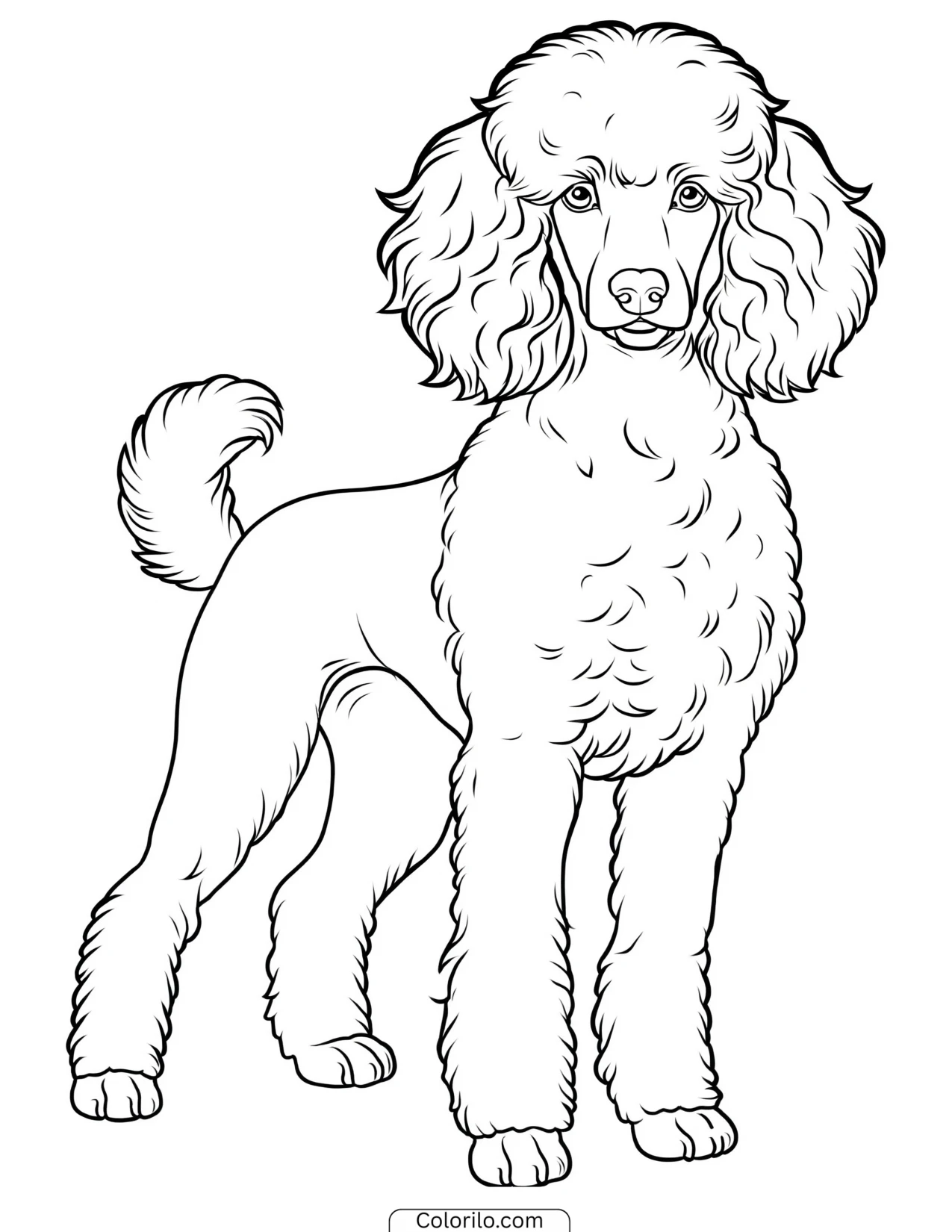 A Standard Poodle standing coloring page