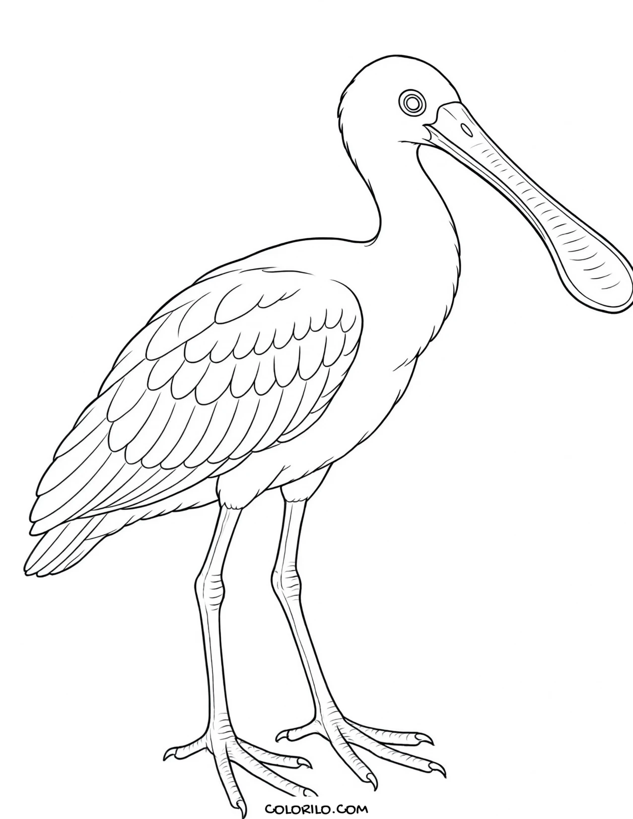 A sulphur-crested cockatoo coloring page