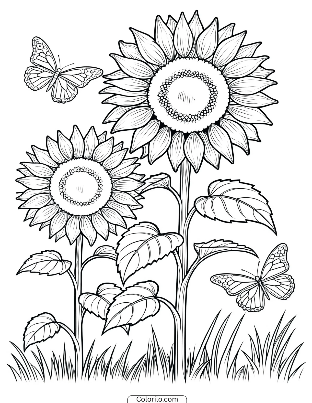 A field of sunflowers in summer coloring page