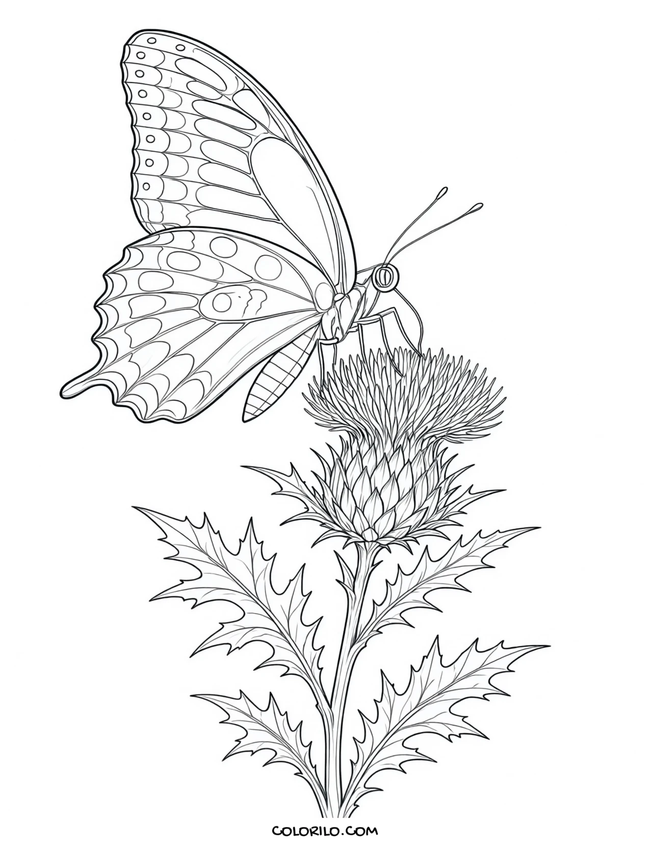 a butterfly feeding on a purple thistle coloring page