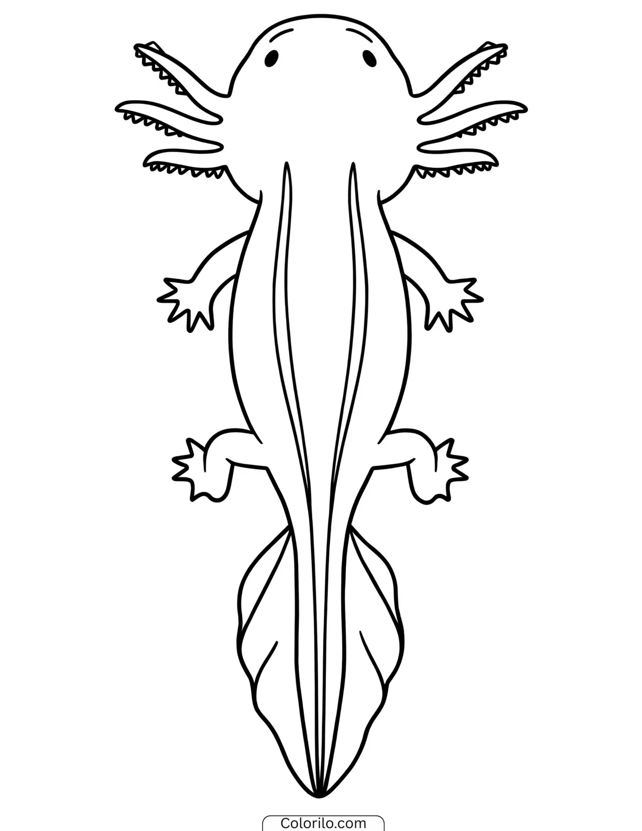 Axolotl seen from directly above coloring page