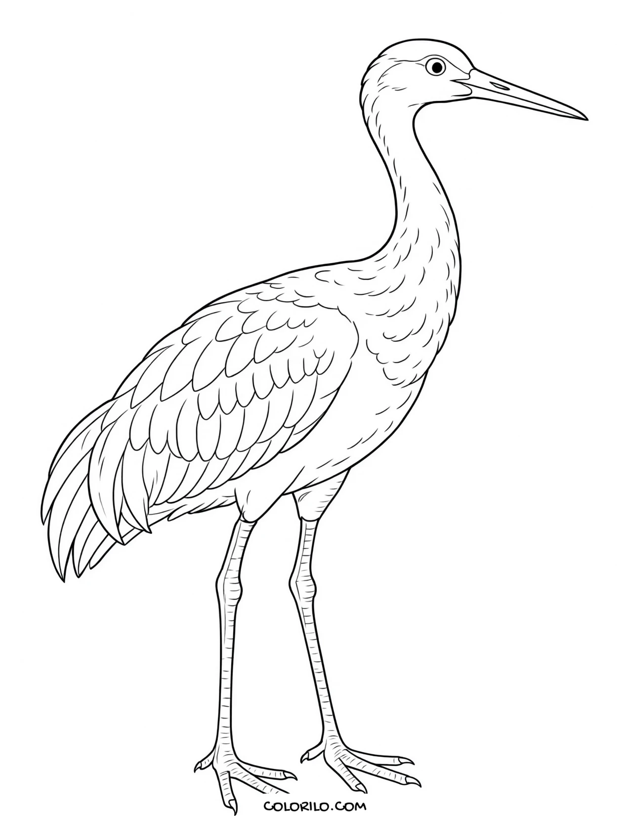 A trumpeter swan coloring page