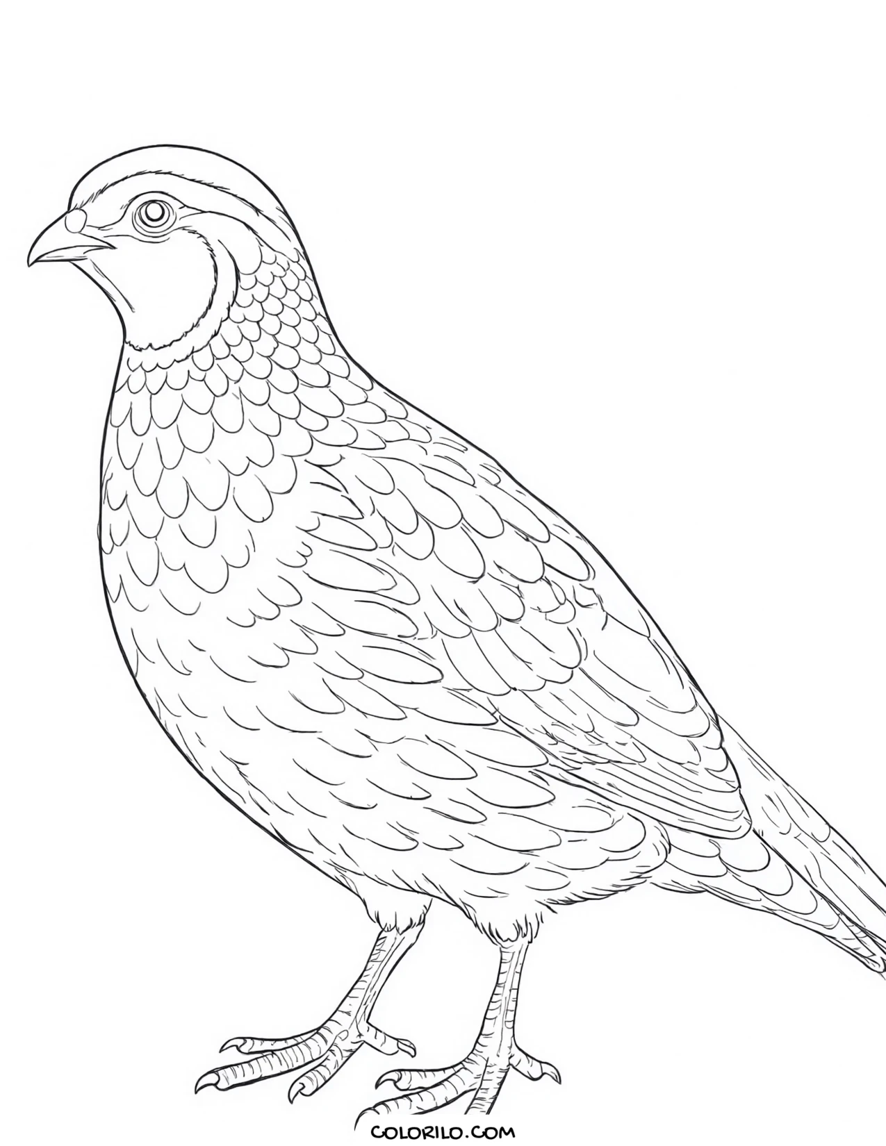 A turkey vulture coloring page