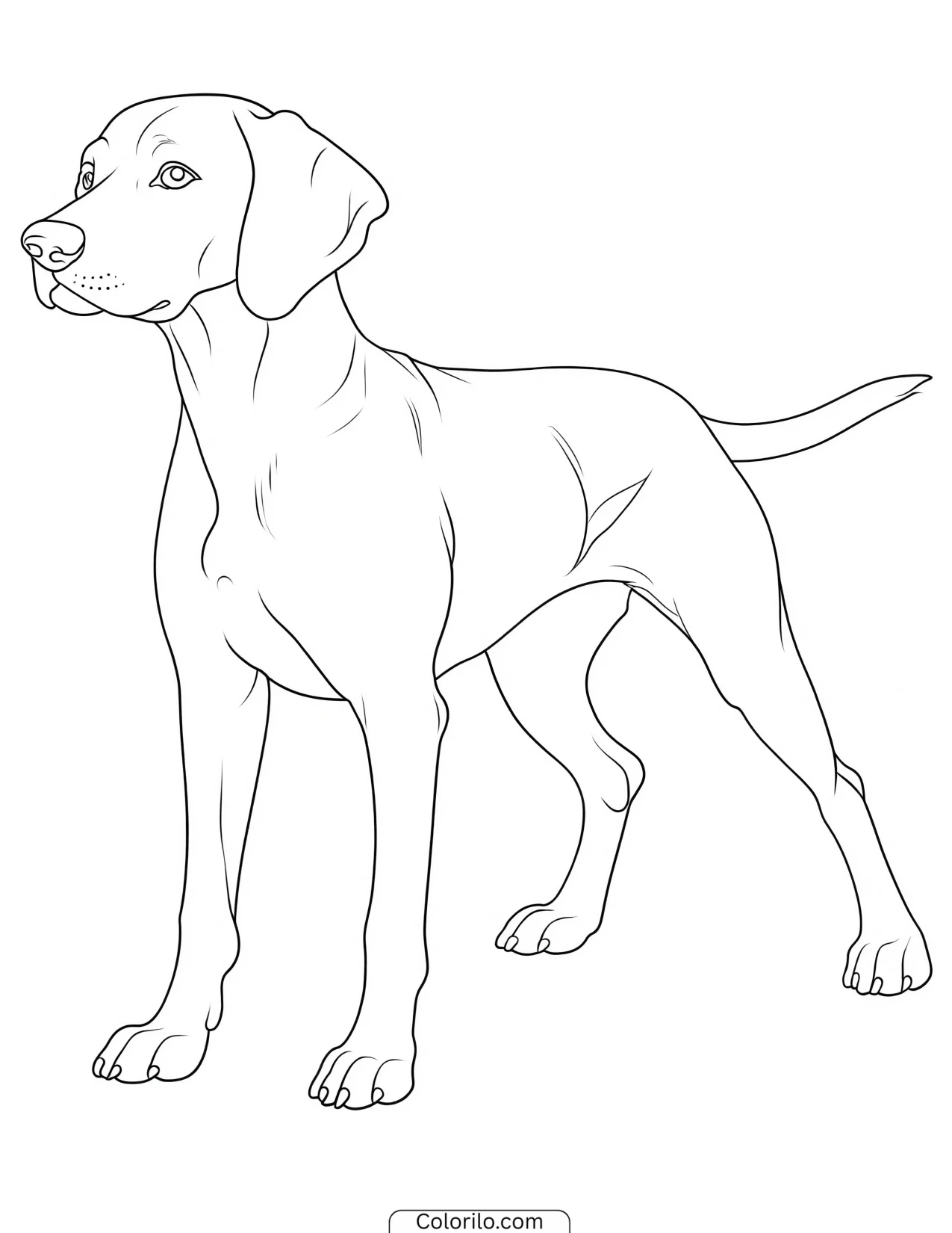 A Vizsla in a pointing pose coloring page