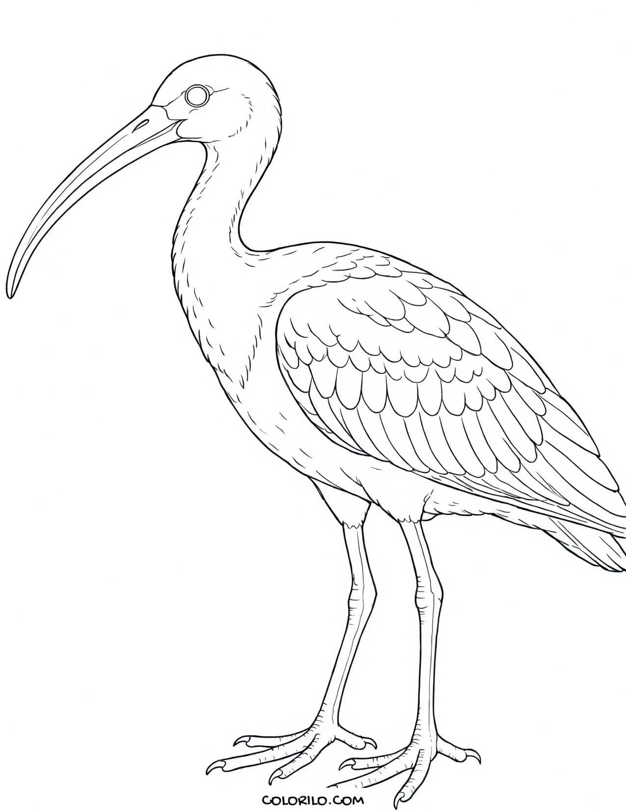 A wandering albatross coloring page