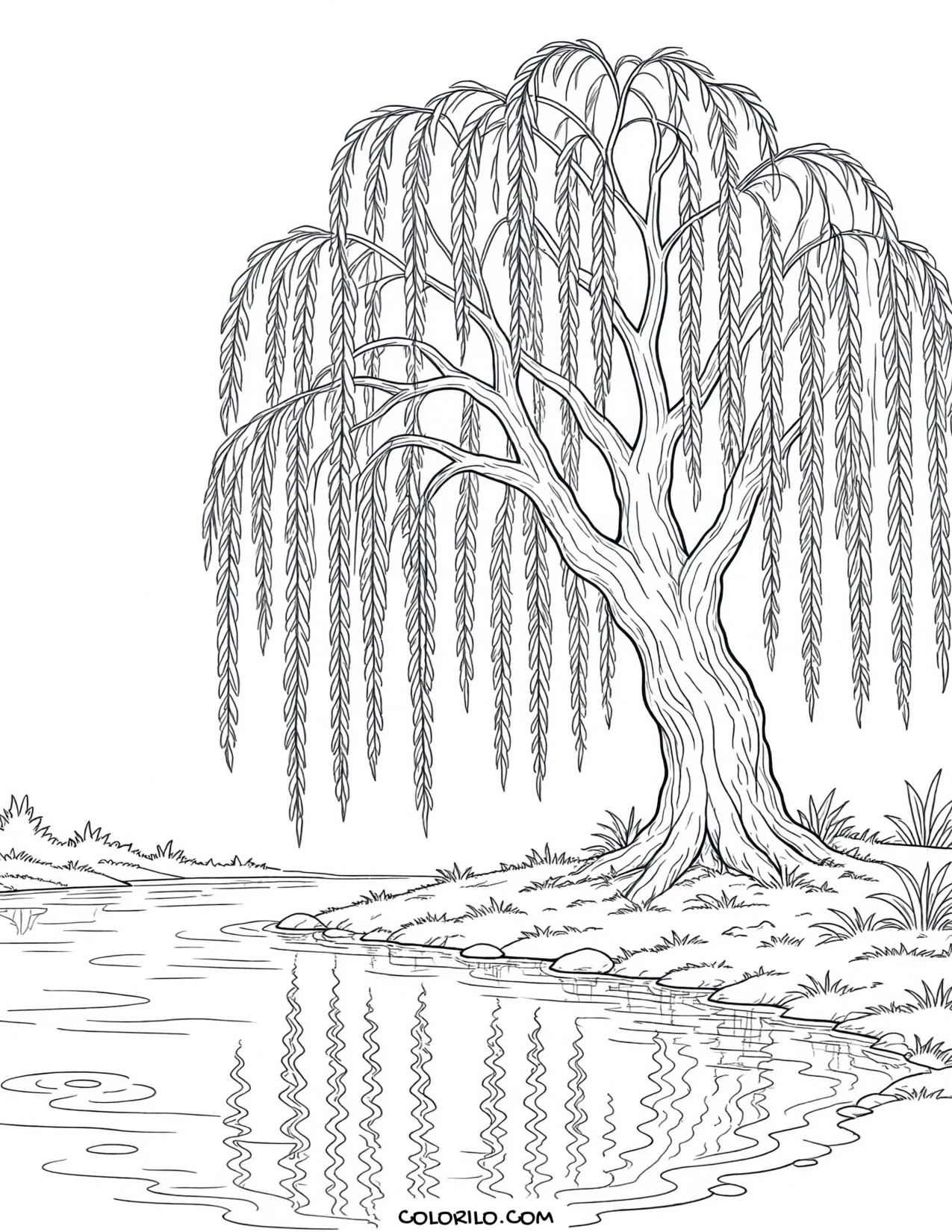 a weeping willow with branches hanging to the ground coloring page