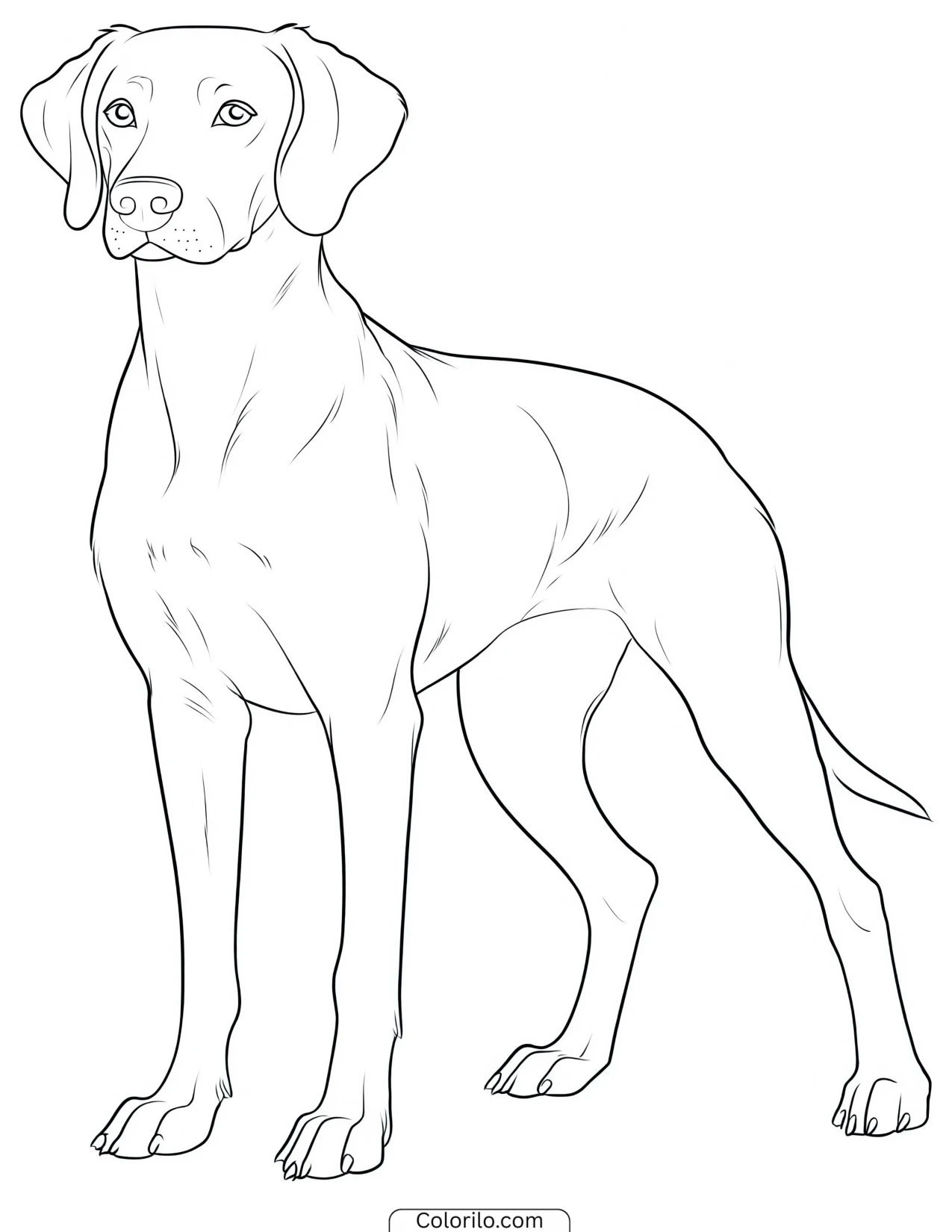 A Weimaraner in an elegant pose coloring page