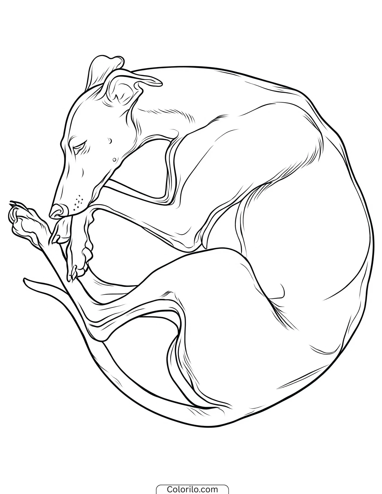 A Whippet curled up asleep coloring page