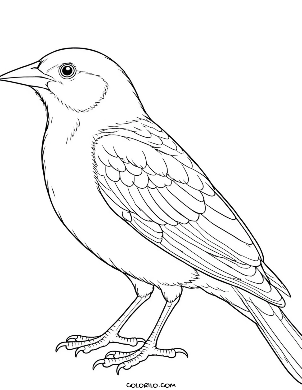 A white-breasted nuthatch coloring page