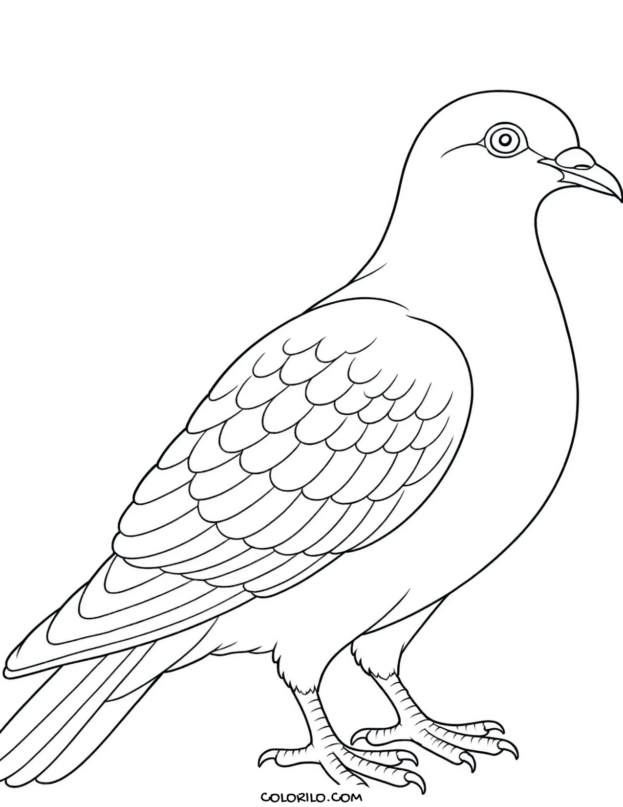 A wild turkey coloring page