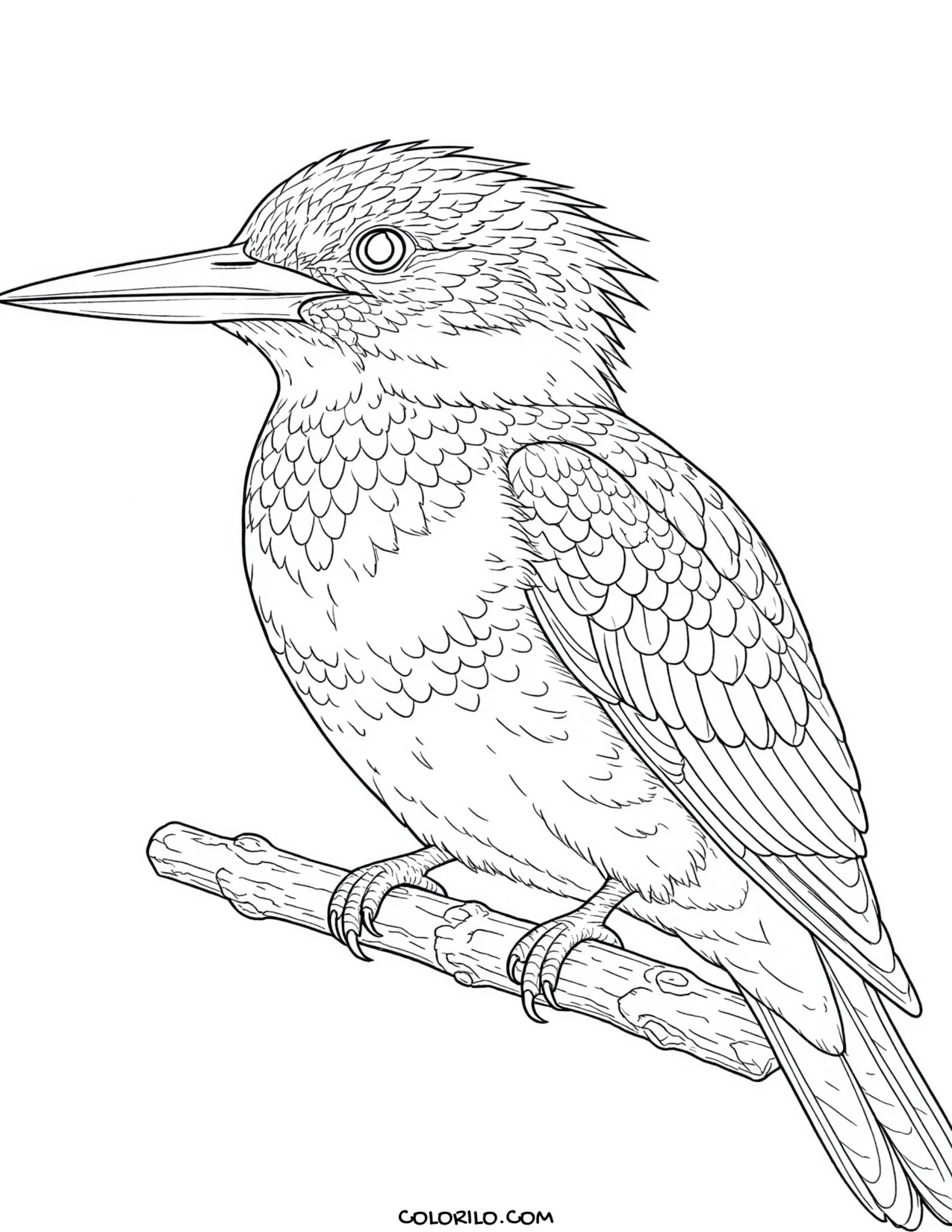 A wood duck coloring page