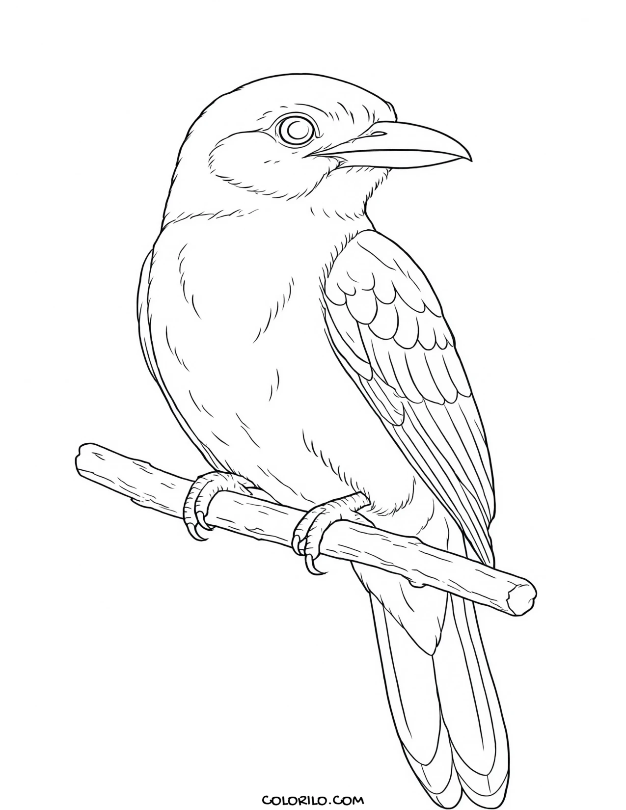 A wood thrush coloring page