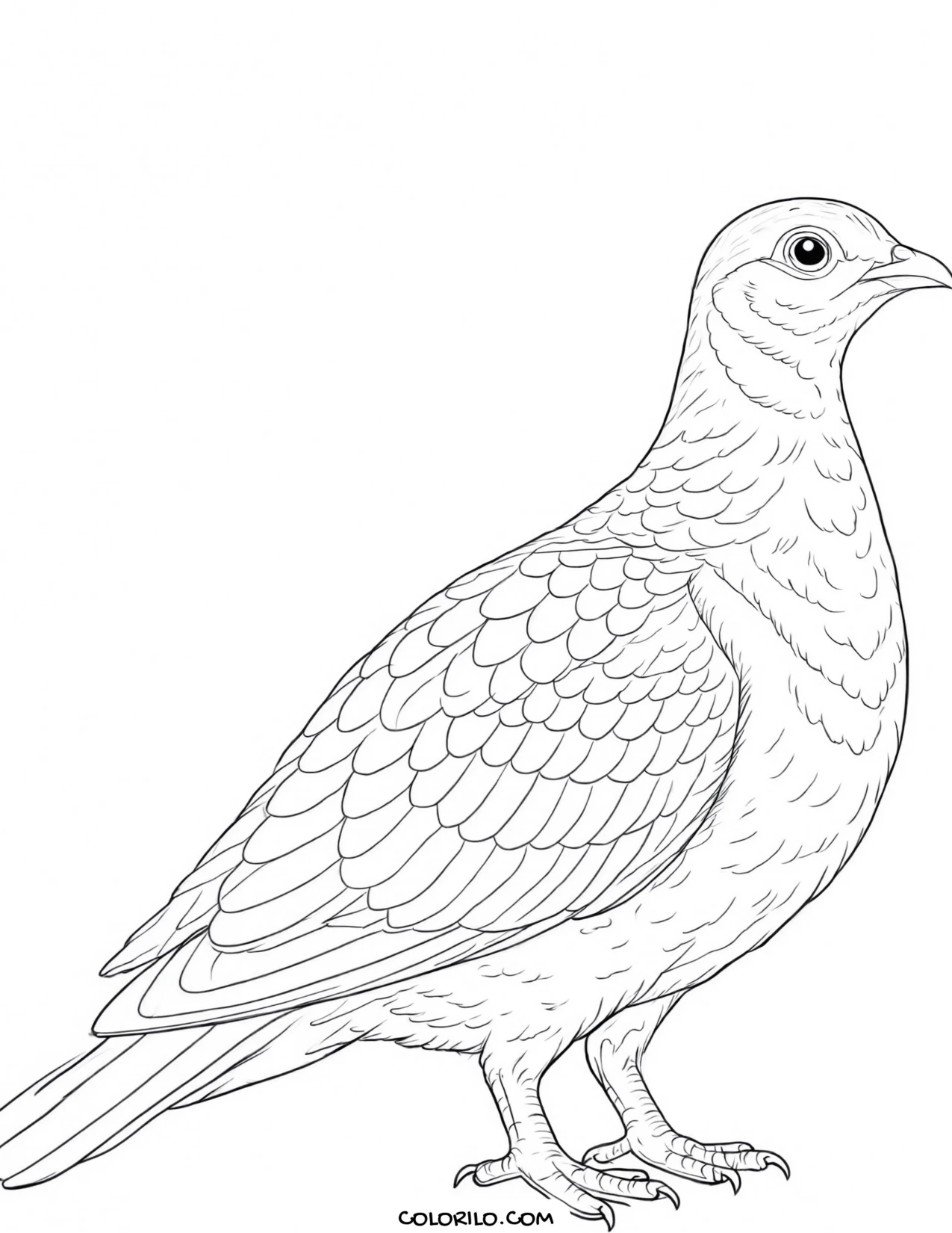 A yellow warbler coloring page