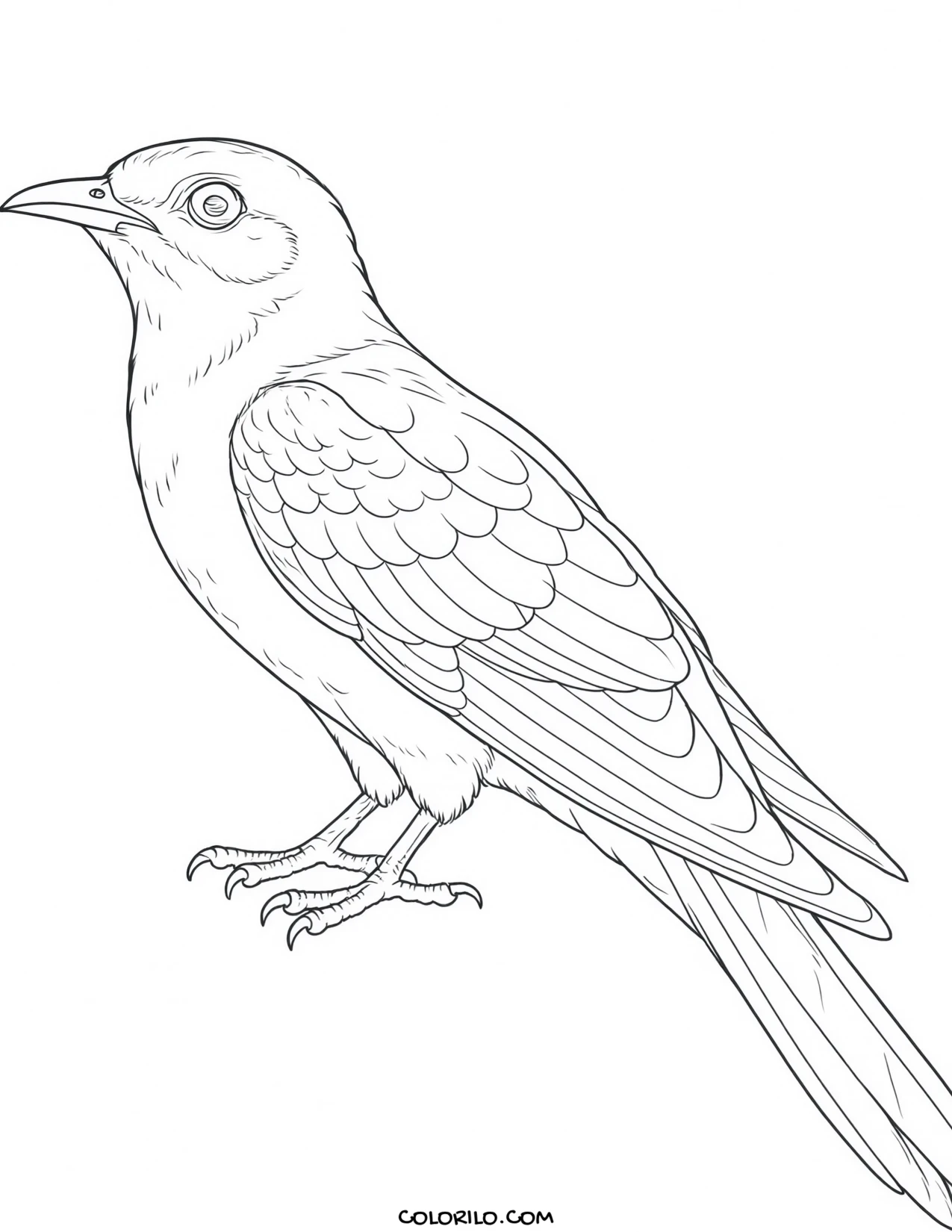 A zebra finch coloring page